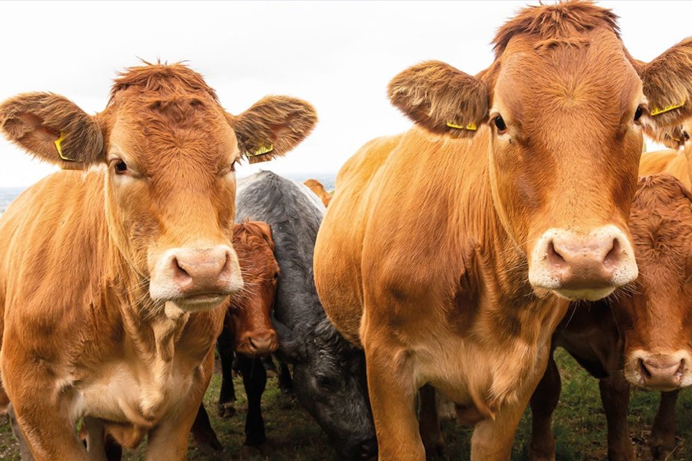 Farming families come together for The Ryedale Show