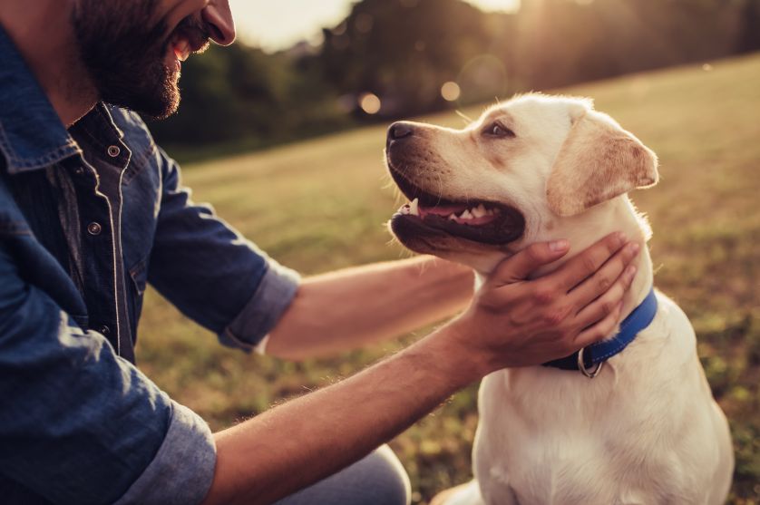 "We both want the dog!" - who keeps your pet when you separate or divorce?